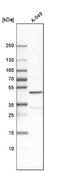 Chromobox 8 antibody, NBP1-83224, Novus Biologicals, Western Blot image 