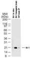 Transmembrane BAX Inhibitor Motif Containing 6 antibody, MA5-16225, Invitrogen Antibodies, Western Blot image 