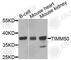 Translocase Of Inner Mitochondrial Membrane 50 antibody, A9991, ABclonal Technology, Western Blot image 