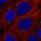 Zinc Finger Protein 813 antibody, HPA056406, Atlas Antibodies, Immunofluorescence image 