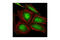 Proteasome Subunit Alpha 5 antibody, 2457S, Cell Signaling Technology, Immunocytochemistry image 
