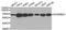 KH domain-containing, RNA-binding, signal transduction-associated protein 1 antibody, abx007308, Abbexa, Western Blot image 