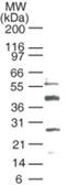 BCL3 Transcription Coactivator antibody, GTX13708, GeneTex, Western Blot image 