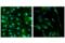 PYD And CARD Domain Containing antibody, 23640S, Cell Signaling Technology, Immunofluorescence image 