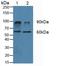 Dipeptidyl Peptidase 4 antibody, LS-C300659, Lifespan Biosciences, Western Blot image 