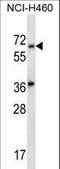 Leucine Rich Repeat And Ig Domain Containing 3 antibody, LS-C165789, Lifespan Biosciences, Western Blot image 