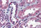 Iron Responsive Element Binding Protein 2 antibody, MBS244111, MyBioSource, Immunohistochemistry frozen image 