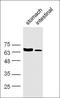 Frizzled Class Receptor 6 antibody, orb156953, Biorbyt, Western Blot image 