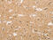 Nuclear factor erythroid 2-related factor 1 antibody, CSB-PA690633, Cusabio, Immunohistochemistry frozen image 