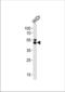 K20 antibody, TA328123, Origene, Western Blot image 