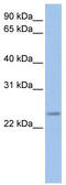 FKBP Prolyl Isomerase 3 antibody, TA335027, Origene, Western Blot image 