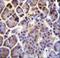 Patched Domain Containing 4 antibody, LS-C168166, Lifespan Biosciences, Immunohistochemistry paraffin image 