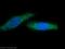 Survivin antibody, 10508-1-AP, Proteintech Group, Immunofluorescence image 