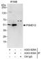 Proteasome 26S Subunit, Non-ATPase 12 antibody, A303-830A, Bethyl Labs, Immunoprecipitation image 