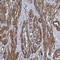 Zinc Finger Protein 490 antibody, HPA005576, Atlas Antibodies, Immunohistochemistry frozen image 