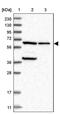 Phosphoglucomutase-1 antibody, PA5-55008, Invitrogen Antibodies, Western Blot image 