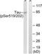 PHF-tau antibody, TA312282, Origene, Western Blot image 