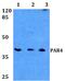 F2R Like Thrombin Or Trypsin Receptor 3 antibody, PA5-75411, Invitrogen Antibodies, Western Blot image 