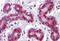 TSC22 Domain Family Member 3 antibody, MBS246470, MyBioSource, Immunohistochemistry frozen image 