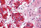 Ephrin type-B receptor 3 antibody, MBS246215, MyBioSource, Immunohistochemistry frozen image 