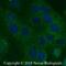 KIM-1 antibody, NB100-56421, Novus Biologicals, Immunofluorescence image 