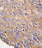 Protein Tob2 antibody, 62-212, ProSci, Immunohistochemistry paraffin image 