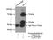 Syncoilin, Intermediate Filament Protein antibody, 25151-1-AP, Proteintech Group, Immunoprecipitation image 