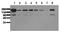 EGFR antibody, AM00047PU-N, Origene, Western Blot image 