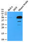 Tubulin Beta 2B Class IIb antibody, AM09375PU-N, Origene, Western Blot image 