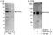 Forkhead box protein C2 antibody, A302-383A, Bethyl Labs, Immunoprecipitation image 