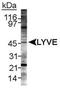 Lymphatic Vessel Endothelial Hyaluronan Receptor 1 antibody, PA1-16635, Invitrogen Antibodies, Western Blot image 