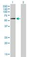 Rho GTPase-activating protein 15 antibody, H00055843-B01P, Novus Biologicals, Western Blot image 