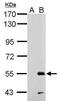ERCC Excision Repair 6 Like 2 antibody, PA5-32231, Invitrogen Antibodies, Western Blot image 