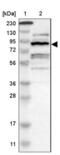 Zinc Fingers And Homeoboxes 2 antibody, NBP1-82956, Novus Biologicals, Western Blot image 