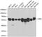 Seryl-TRNA Synthetase antibody, GTX64795, GeneTex, Western Blot image 