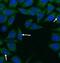 Centrosomal protein of 290 kDa antibody, FNab01602, FineTest, Immunofluorescence image 