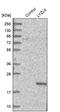 Lysozyme-like protein 6 antibody, PA5-55250, Invitrogen Antibodies, Western Blot image 