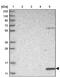 Proteasome assembly chaperone 3 antibody, PA5-54907, Invitrogen Antibodies, Western Blot image 