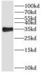 Spi-1 Proto-Oncogene antibody, FNab08176, FineTest, Western Blot image 
