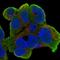Retinoic Acid Induced 2 antibody, HPA051054, Atlas Antibodies, Immunofluorescence image 