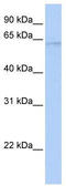 DNA polymerase lambda antibody, TA334471, Origene, Western Blot image 