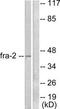 Fos-related antigen 2 antibody, TA313891, Origene, Western Blot image 