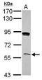 GRHL3 antibody, GTX116700, GeneTex, Western Blot image 