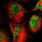 Zinc Finger Protein 222 antibody, NBP1-86148, Novus Biologicals, Immunofluorescence image 