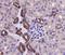 Rac Family Small GTPase 1 antibody, orb378394, Biorbyt, Immunohistochemistry paraffin image 
