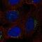 Regulator Of G Protein Signaling 18 antibody, NBP2-76522, Novus Biologicals, Immunofluorescence image 