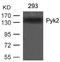 Protein Tyrosine Kinase 2 Beta antibody, AP02719PU-N, Origene, Western Blot image 