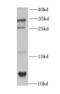 C-C motif chemokine 17 antibody, FNab01379, FineTest, Western Blot image 