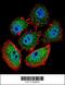Cytospin-B antibody, 56-244, ProSci, Immunofluorescence image 