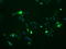 Ciliogenesis Associated TTC17 Interacting Protein antibody, LS-C787664, Lifespan Biosciences, Immunofluorescence image 